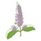 Mint flower icon, aromatic decorative beautiful plant