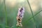 Mint flowers with blurred green background