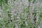 Mint flowers field. growing mint or Catmint