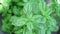 Mint Fresh mint leaf background closeup. Growing organic mint close up.