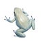 Mint golden poison frog on white background