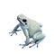 Mint golden poison frog on white background