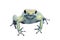 Mint golden poison frog on white background