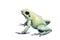 Mint golden poison frog on white background