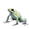 Mint golden poison frog on white background