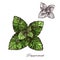 Mint green leaf sketch of peppermint or spearmint