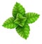 Mint green leaves for mojito drink top view. Illustration.