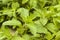 Mint grows on blurred background