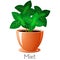 Mint herb in a flower pot