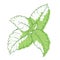 Mint icon, fragrant melissa green herbal symbol