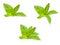 Mint leaf background isolated white background herbal