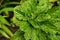 This mint leaf is commonly used for food mixtures and others