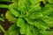 This mint leaf is commonly used for food mixtures and others