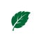 mint leaf element vector icon. green mint leaves vector symbol