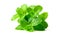 Mint leaf. Fresh mint on white background. Mint leaves isolated. herb and medicine