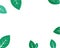 mint leaf illustration vector template