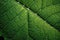 Mint Leaf Macro Texture: Green leaf texture wallpaper- macro close up in detail most popular.