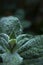 Mint leaf texture. Green fresh leaves of peppermint, mint, lemon balm close-up macro shot. Ecology natural layout. Mint leaves