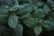 Mint leaf texture. Green fresh leaves of peppermint, mint, lemon balm close-up macro shot. Ecology natural layout. Mint leaves