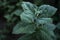 Mint leaf texture. Green fresh leaves of peppermint, mint, lemon balm close-up macro shot. Ecology natural layout. Mint leaves