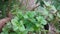 Mint leaves also called as mentha