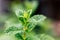 Mint leaves in the aromatic garden