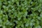 Mint leaves background. Green leaves of pudina plant densely grown. Shot taken from top