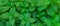 Mint leaves background. Green Peppermint leaves Pattern layout design Top view. Spermint plant growing