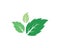 Mint leaves flat vector icon