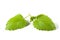 Mint leaves isolated 2