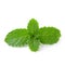 Mint leaves isolated over a white background