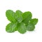 Mint leaves isolated over a white background