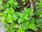Mint leaves. Peppermint leaves. This is a medicine plants also used with a food. Captured at daytime. Proper bunch of plants.