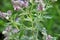 Mint long-leaved Mentha longifolia grows in nature