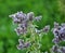 Mint long-leaved Mentha longifolia grows in nature