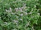 Mint long-leaved (Mentha longifolia) grows in nature