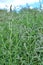 Mint long-leaved (Mentha longifolia) grows in nature