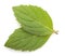 Mint melissa leaves isolated