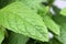 Mint (Mentha) leaf