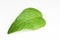 Mint (Mentha) leaf