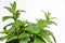 Mint (Mentha) leafs