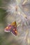 Mint Moth (Pyrausta aurata)