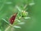 Mint moth (pyrausta aurata) on thyme plant