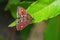 Mint Moth - Pyrausta aurata in a Worcestershire garden.,