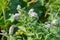 Mint plant blooms in the garden