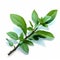 Mint Plant Branch Isolated Realistic Attention To Detail In Lizzo\\\'s Expressionism