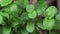 Mint plant . Closeup fresh mint leaf background. Growing organic mint close up