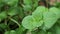 Mint plant . Closeup fresh mint leaf background. Growing organic mint close up