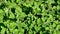 mint plant for food seasoning spice
