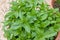 Mint plant, fresh green mint or mentha spicata, UK